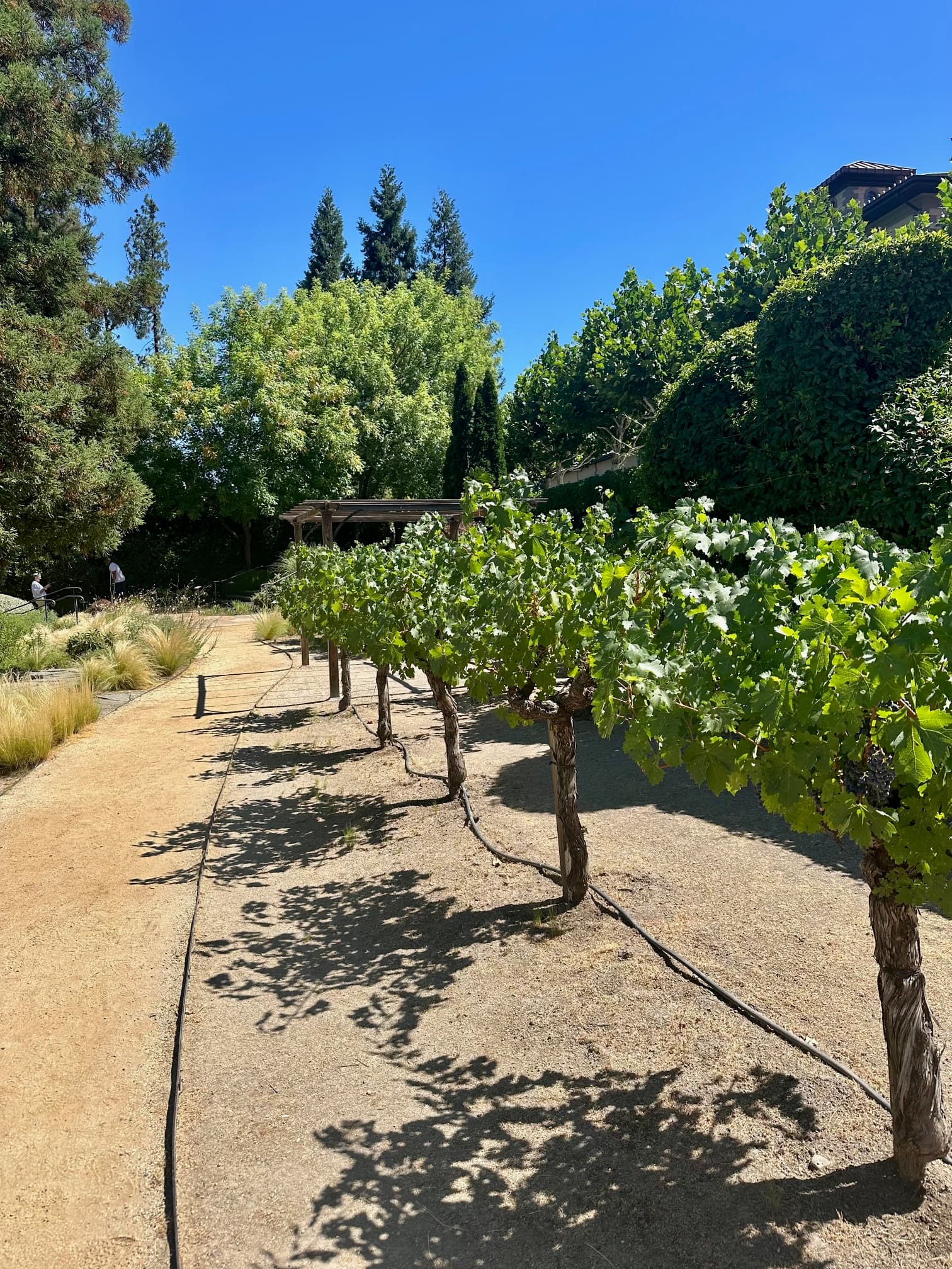 It's Napa, So Drink Wine