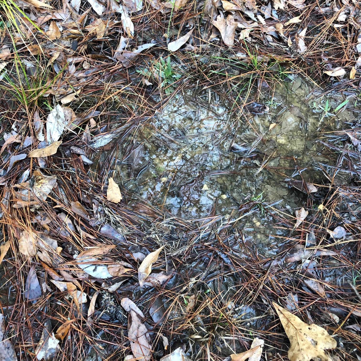 Wet Leaves And The Tea Effect